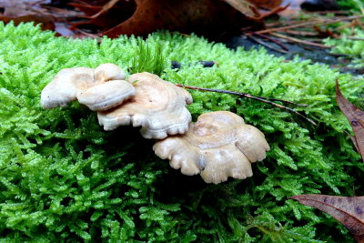 fungus 031.JPG