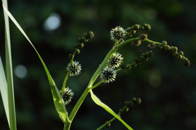 Riet - Reed