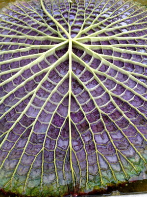 Victoria Amazonica