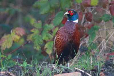 Fazant - Pheasant
