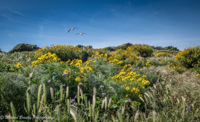 Flowers & Flight - Anacapa Island 