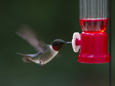 Humming Birds
