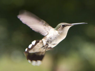 Humming Birds