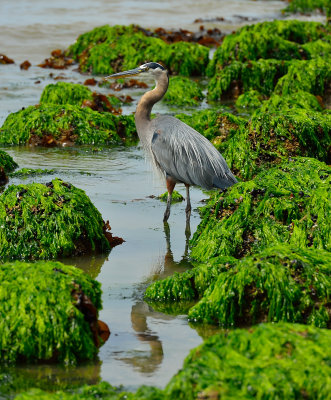 Great Blue heron