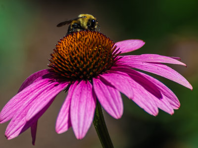 20130629-_DSC9885-Edit-3.jpg