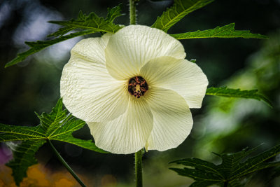 20130822-_DSC9008-Edit.jpg