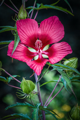 20130822-_DSC9009-Edit.jpg