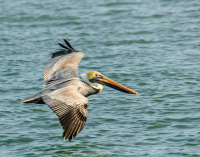 birds
