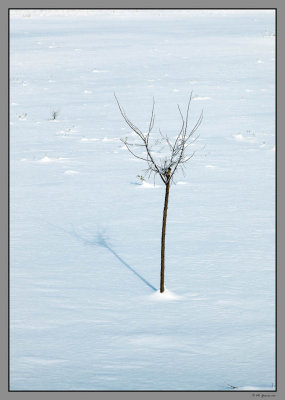 24 Lonely tree