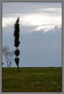 34 Tree and mountains