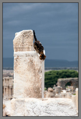 40 Cat at Efeso
