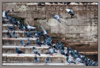 62 Pigeons