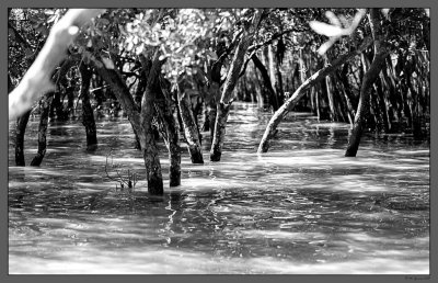 42 Manglar