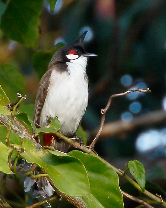 Red-whiskered Bulbul