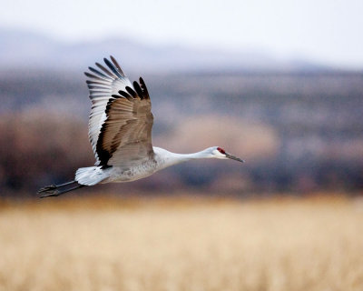 Sandhill Crane.