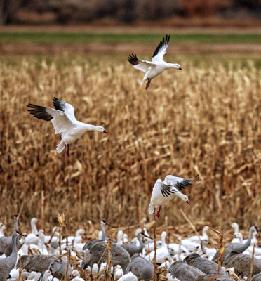Snow Geese Landing in Cornfield.