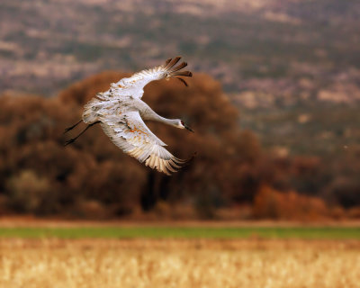 Sandhill Crane.