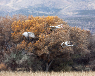 Sandhill Cranes Landing in the Farm Fields.
