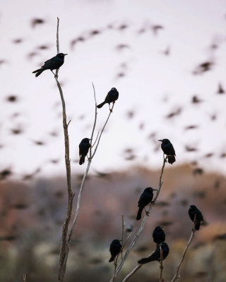 Brewer's Blackbirds
