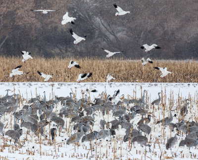 Snow Geese Landing Among Snow Geese and Sandhill Cranes.