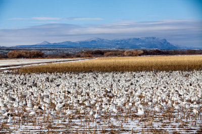 Snow Geese and Sandhill Cranes in the Farm Fields.