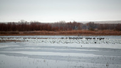 Sandhill Cranes and Snow Geese. Early Morning from the Flight Deck