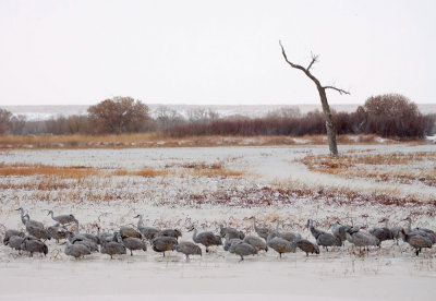 Sandhill Cranes. Early Morning Along North Loop Road