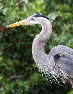 Great Blue Heron. Bradenton.