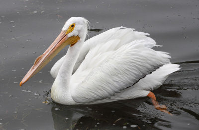 White Pelican. Bradenton.