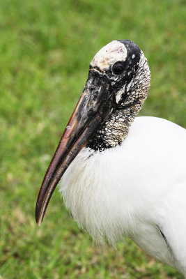 Wood Stork. Bradenton.