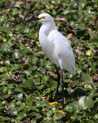 Snowy Egret. Myakka River SP.