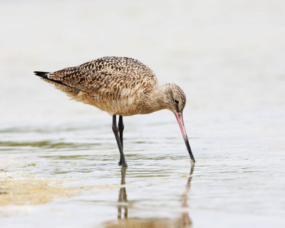 Marbled Godwit. Ft. DeSoto.