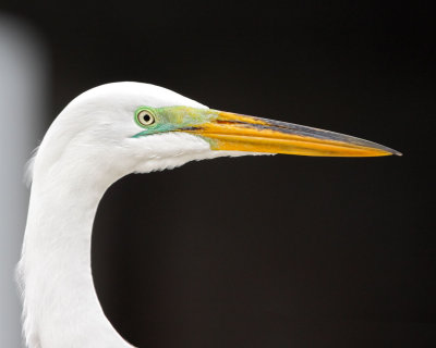 Great Egret. Sunshine Skyway.