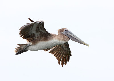 Brown Pelican. Sunshine Skyway.