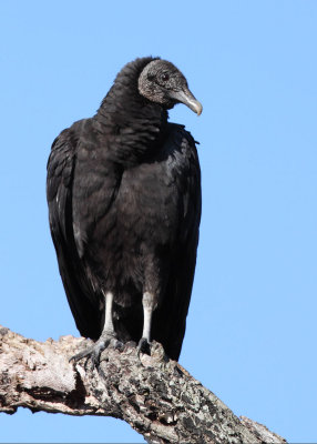 Black Vulture. Myakka River SP.
