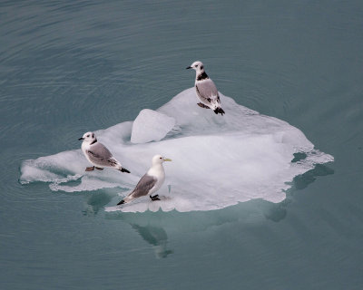 Black-legged Kittiwakes