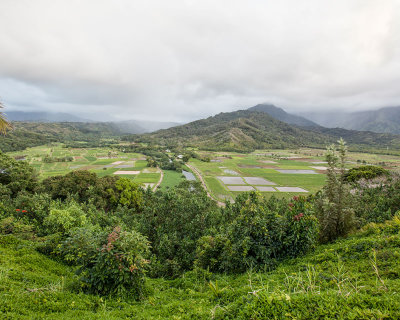 Taro Fields. Hanalei, Kauai.