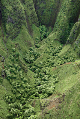 Crater Trees. Kauai.
