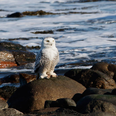 Snowy Owl Dec 2014