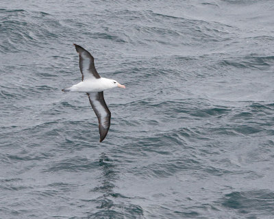 Black-browed Albatross