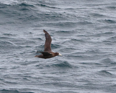 Southern Giant Petrel