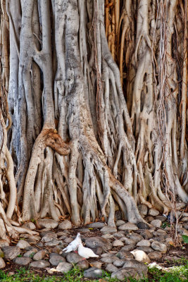 Banyan Tree Roots