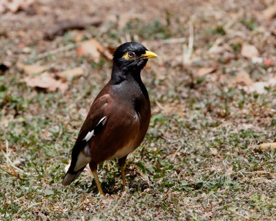 Common Myna