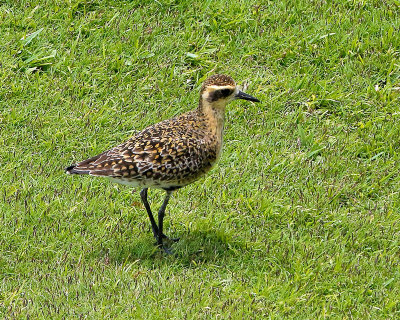 Black-bellied Plover