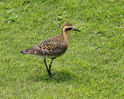 Black-bellied Plover