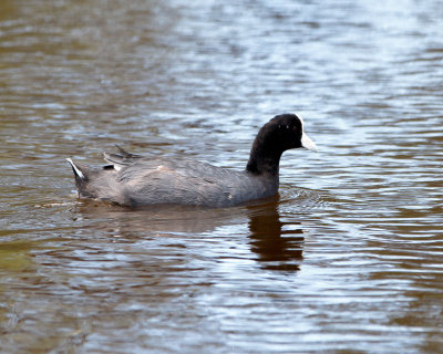 Hawaiian Coot.