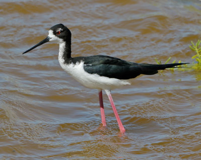 Black-necked Stilt.