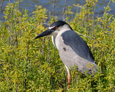 Black-crowned Night-Heron