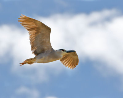 Black-crowned Night-Heron