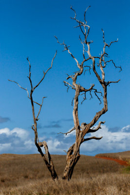 Beach Tree. Molokai.